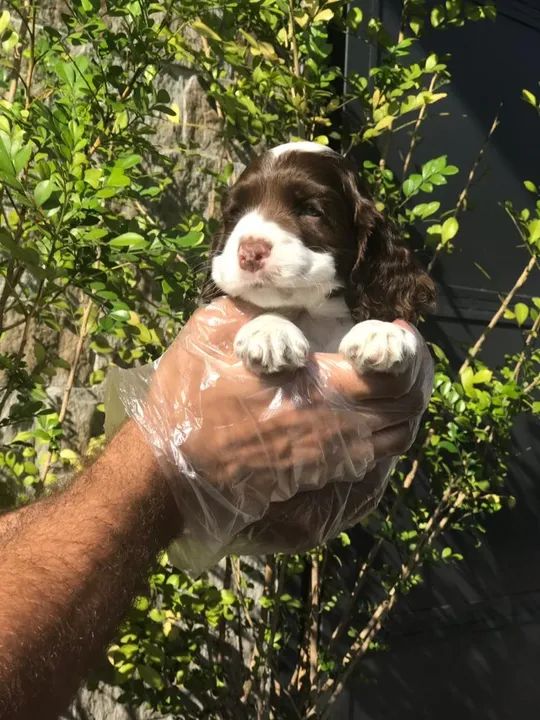 Cocker Spaniel ingles Padrão CBKC - Foto 3