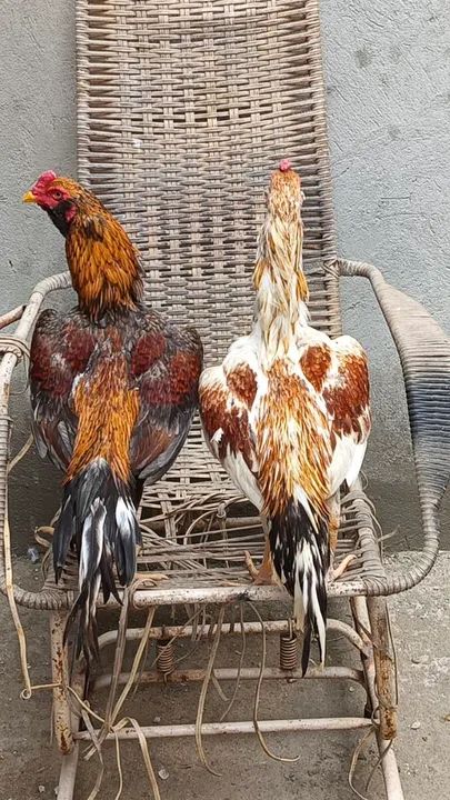 Galos cariocas barbudos. - Foto 6