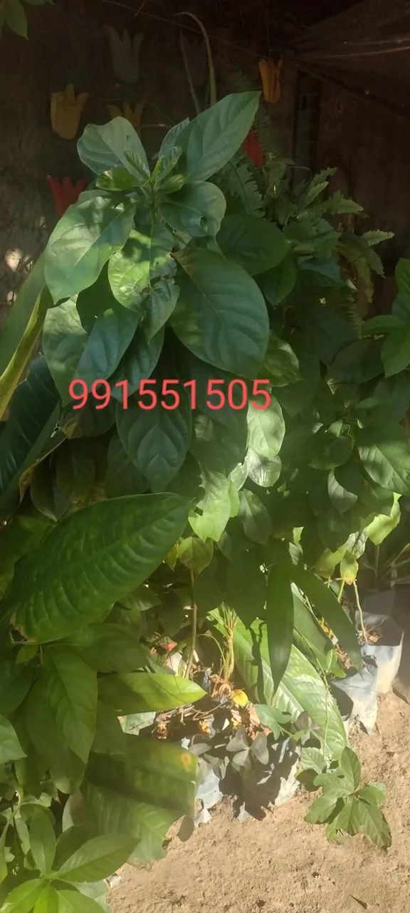 Jardinagem  - Foto 2