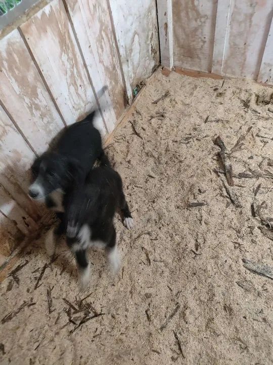 Dois filhotes de cachorro para adoção - Foto 2