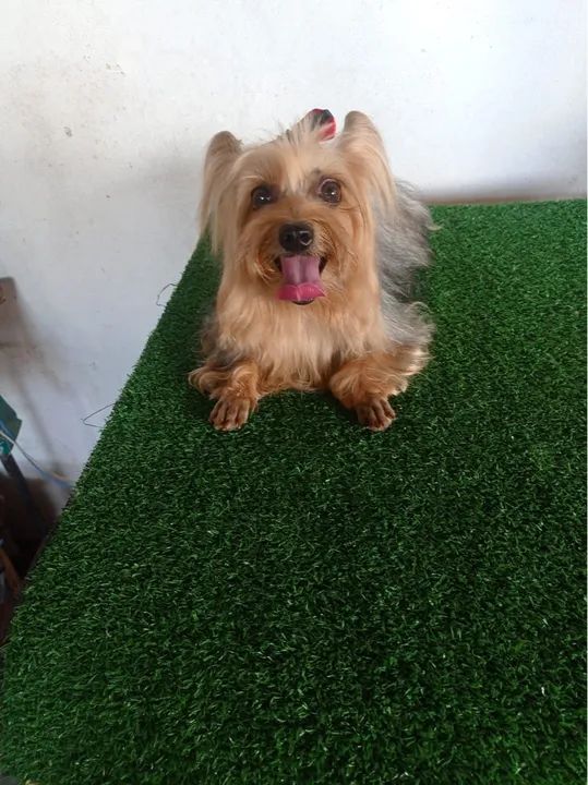 Yorkshire Terrier filhote micro $1.200,00 - Foto 3