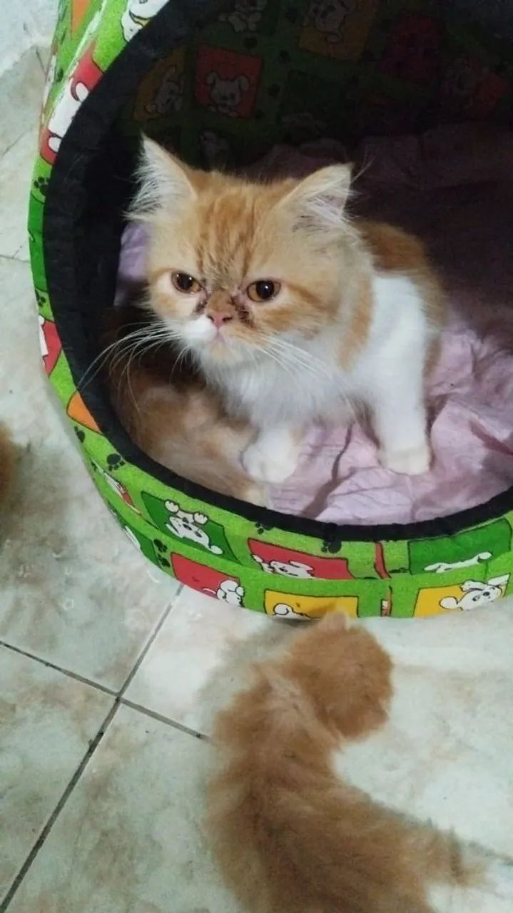 Gata femea persa legitima - Foto 2