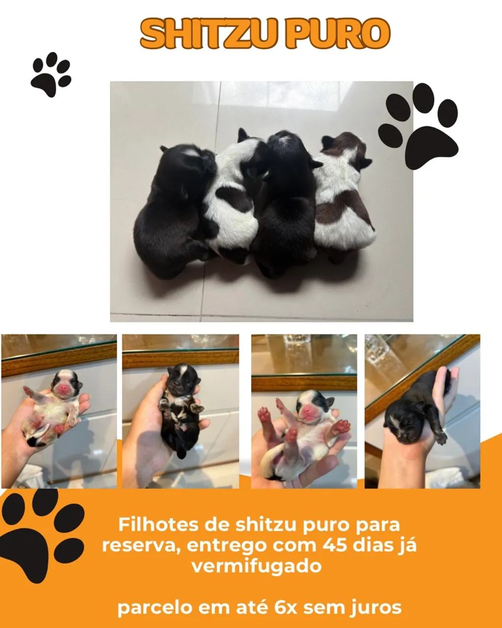 Filhotes de Shih Tzu puros para reserva