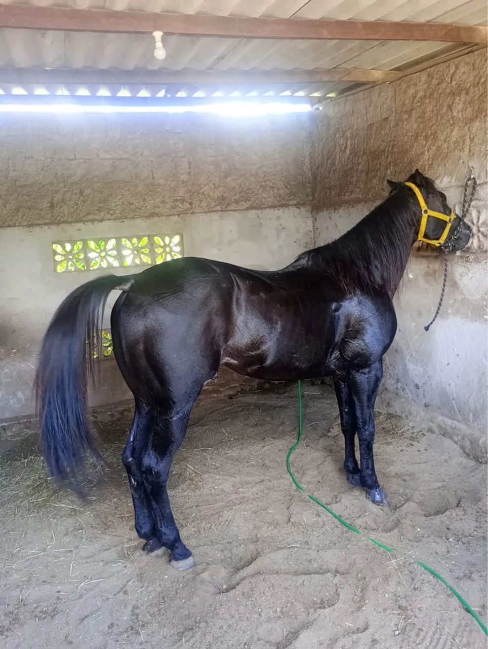 CAVALO DE VAQUEJADA - PURO 