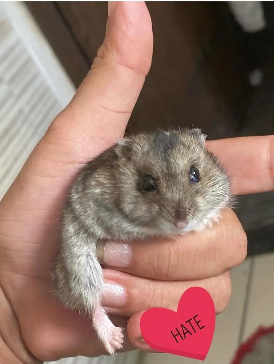 Hamster macho 