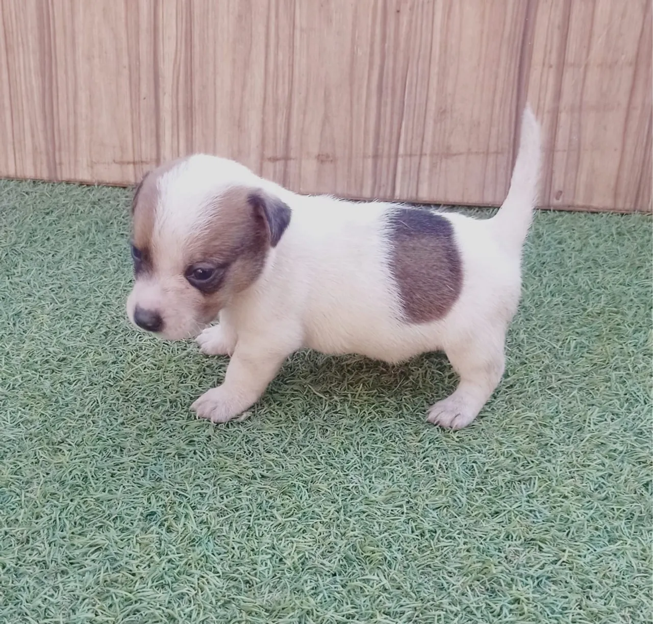Filhote Jack Russell Terrier