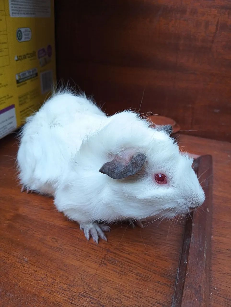 Vende-se porquinhos da índia jovem