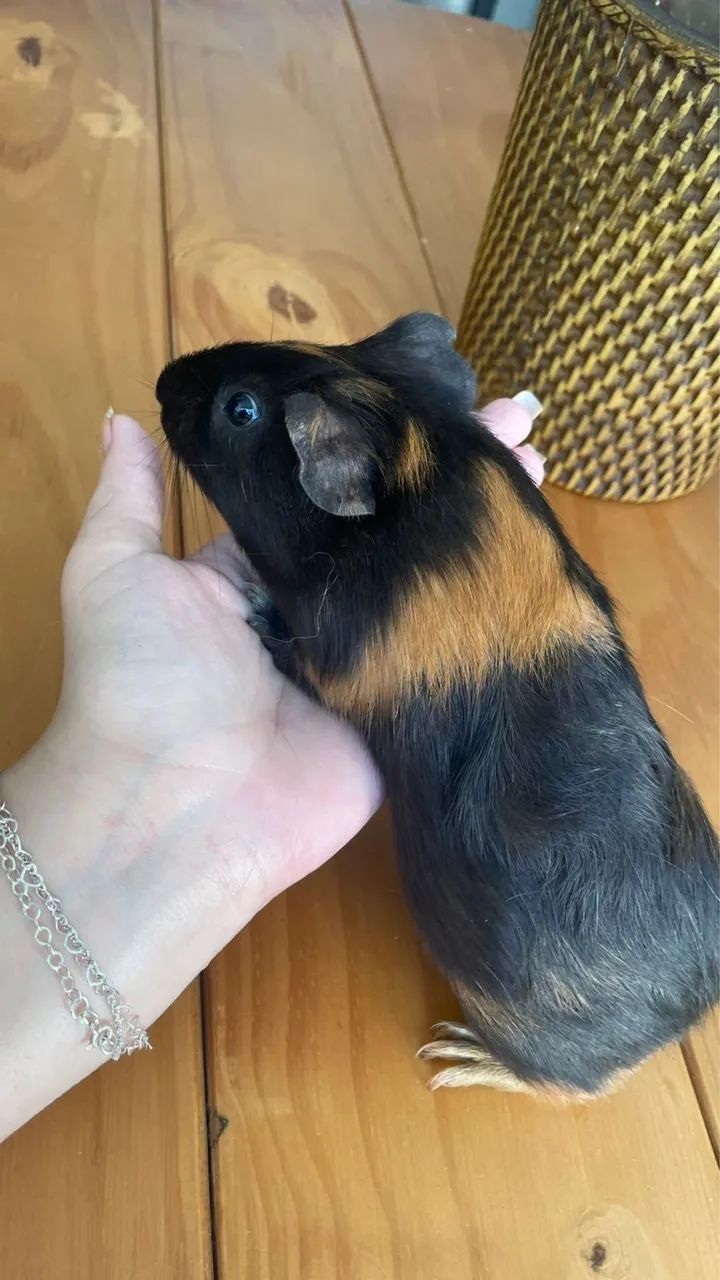 Porquinho da Índia  - Foto 6