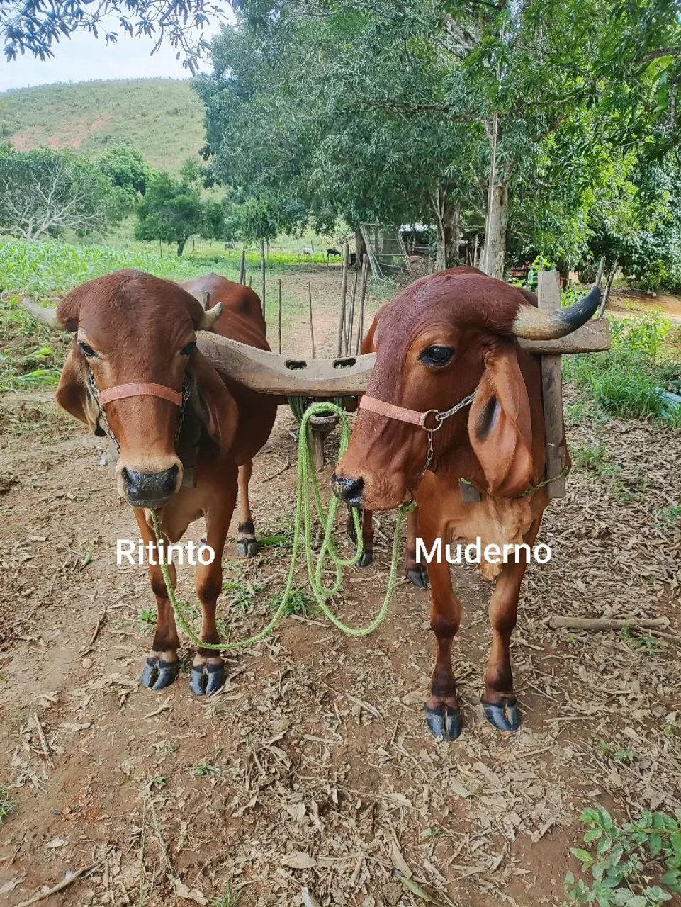 Junta de Boi Carreiro da raça Gir
