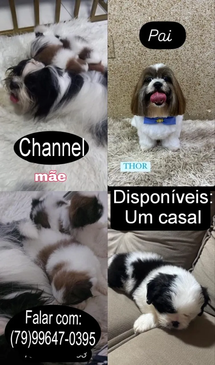 Shih Tzu Filhotes - Um casal disponível
