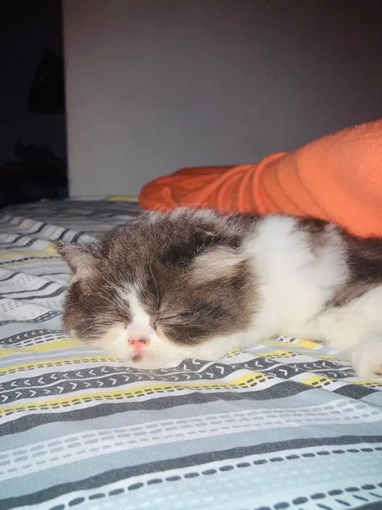 Gatinho Persa  - Foto 5