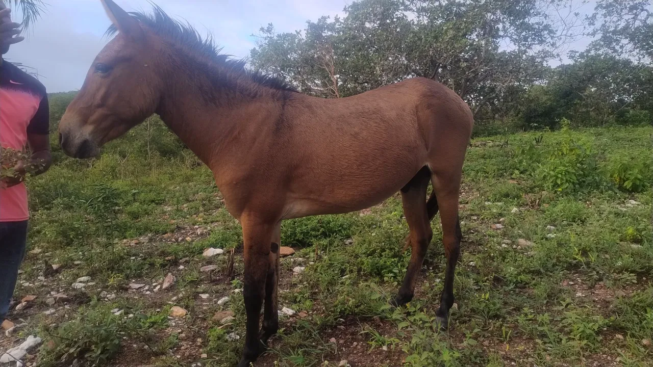 lindo burro para venda