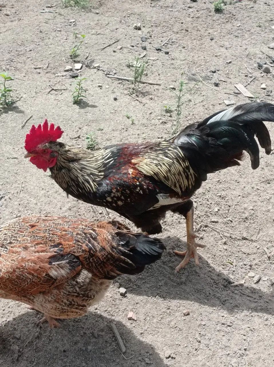 Vendo Galinhas e Galos de todo tipo  - Foto 5