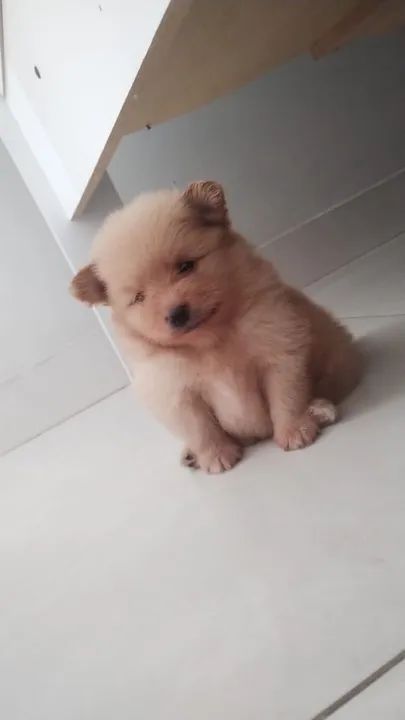 Spltiz alemão  - Foto 3