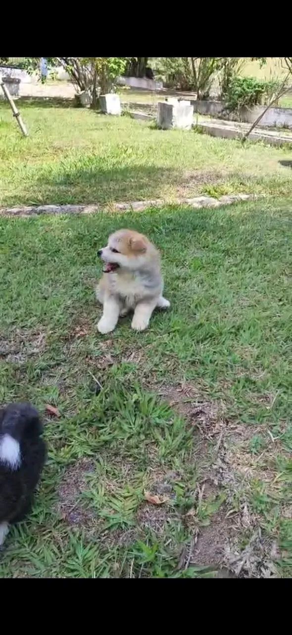 Akita