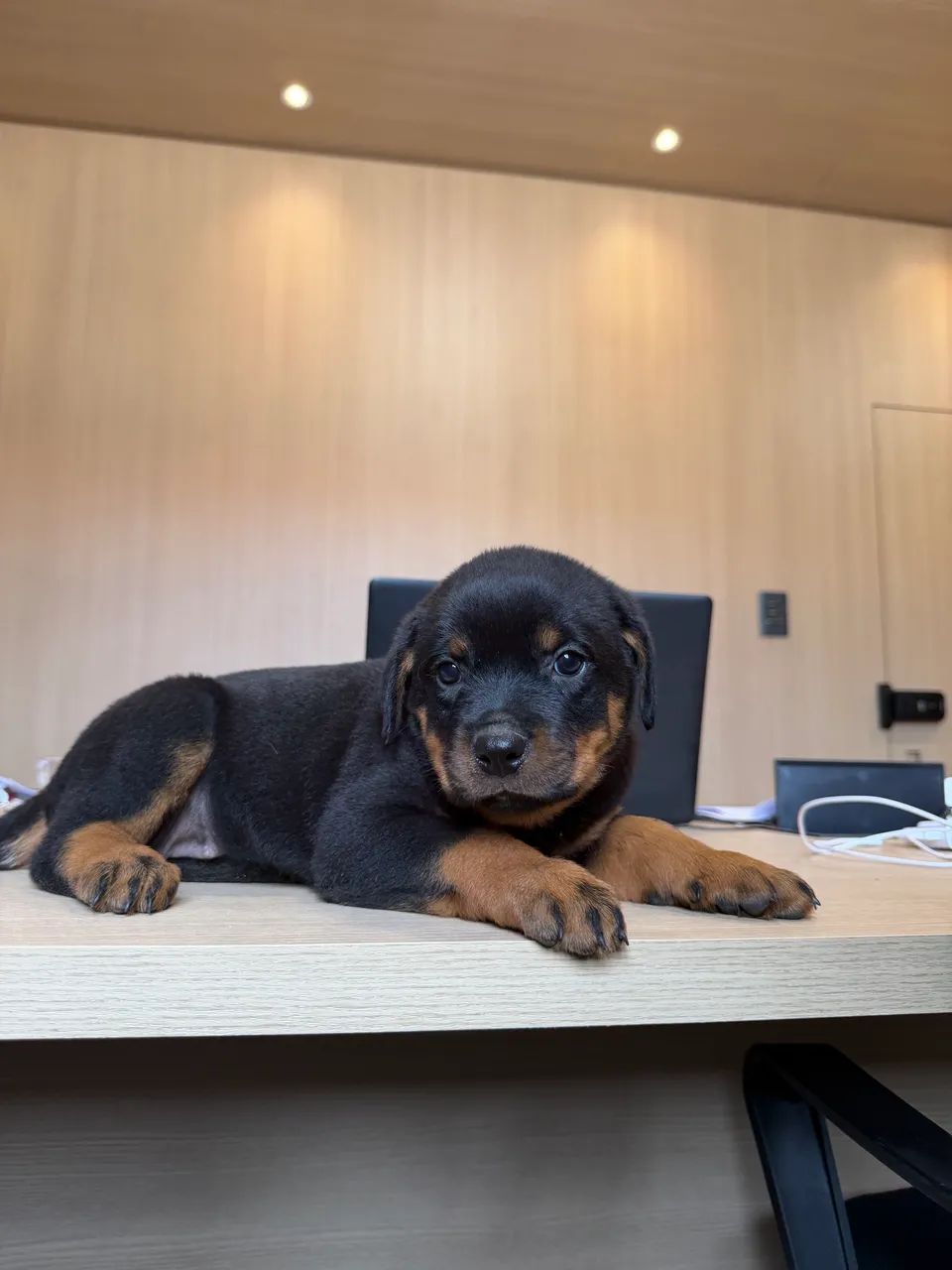 Filhotes de Rottweiler a pronta entrega