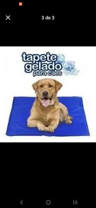 Cachorro ou gato - Foto 3