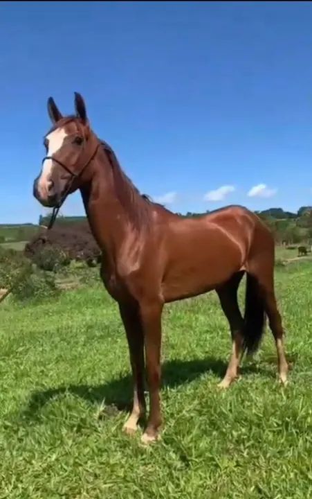 Egua Mangalarga  - Foto 2