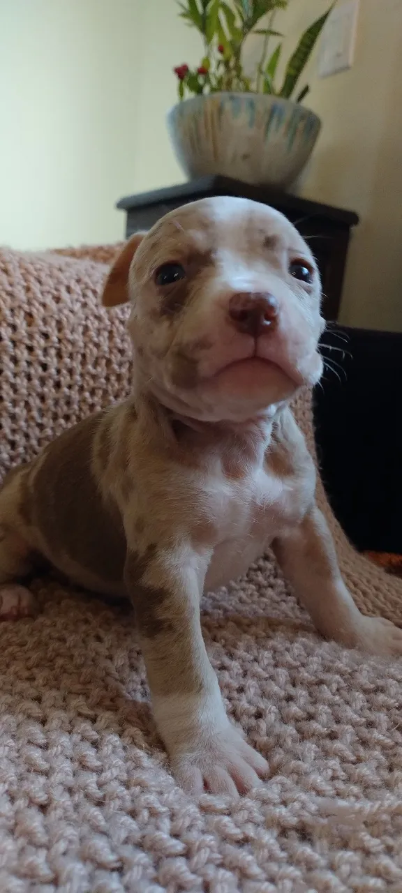 Filhote Pitbull Bully