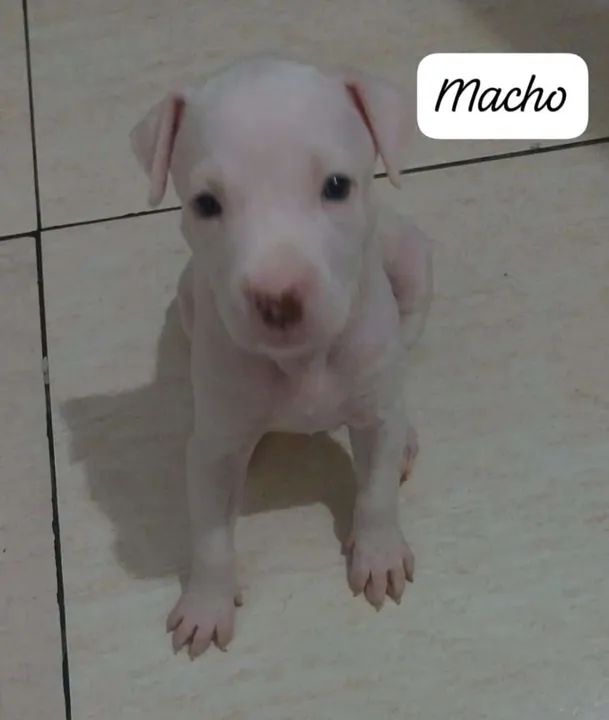 Filhote de Pitbull Fêmea e Macho - Foto 4