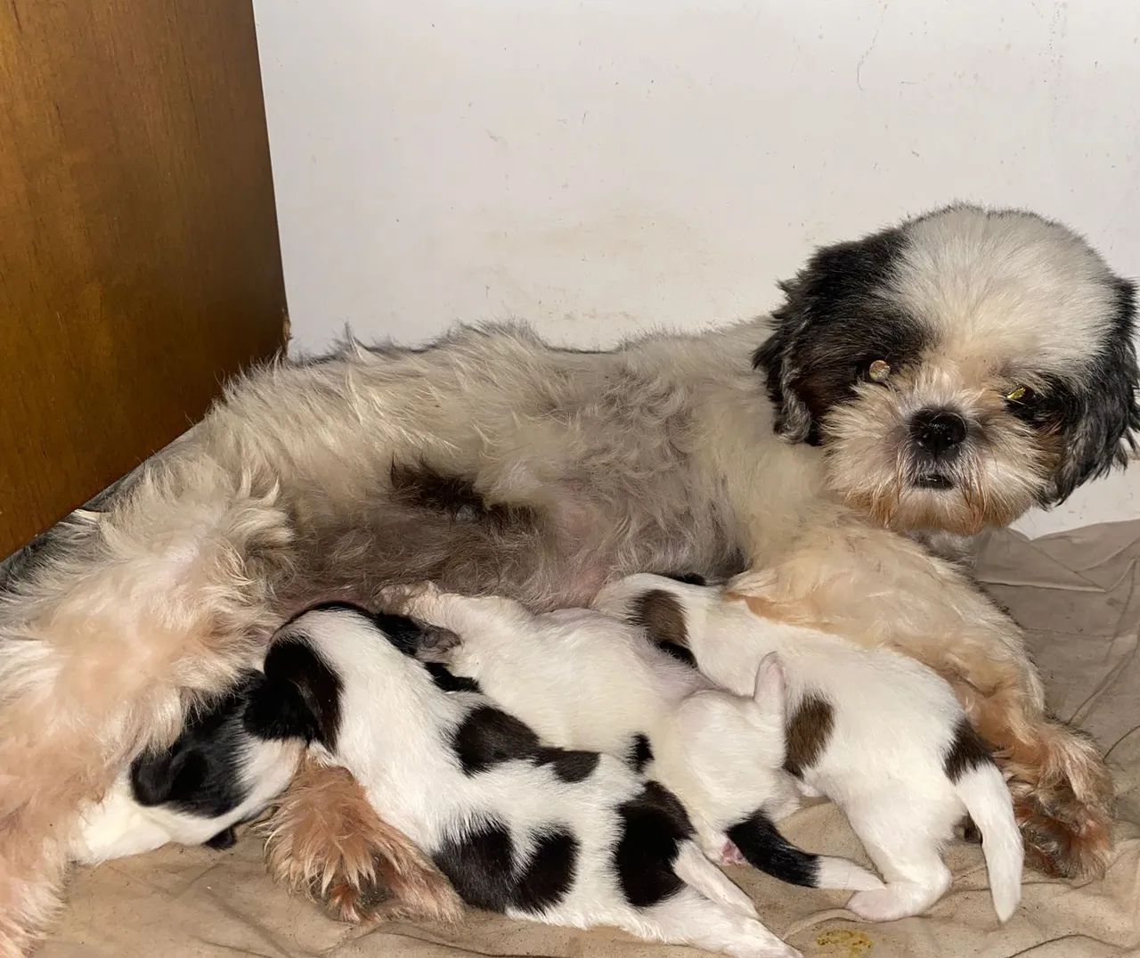 Cachorro lindo filhote de shih Tzu  - Foto 3