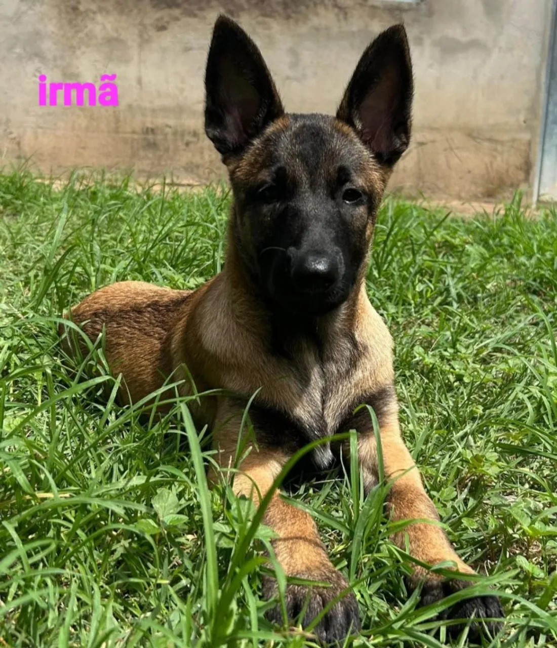 Filhote de Pastor Belga Malinoá, ótimo cão de segurança, amigo e companheiro. *