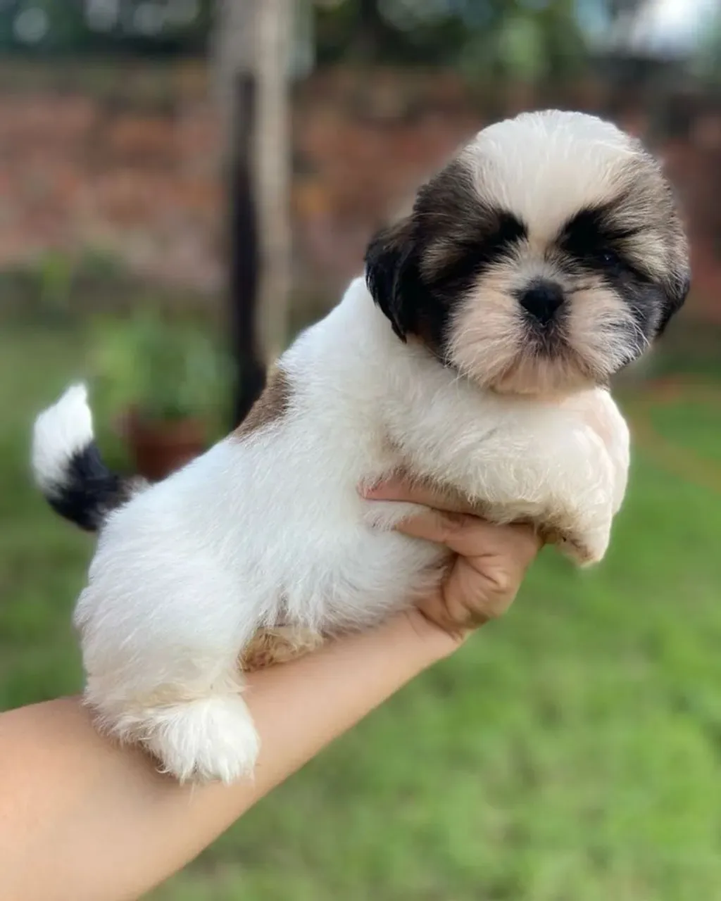 Filhote de Shih Tzu