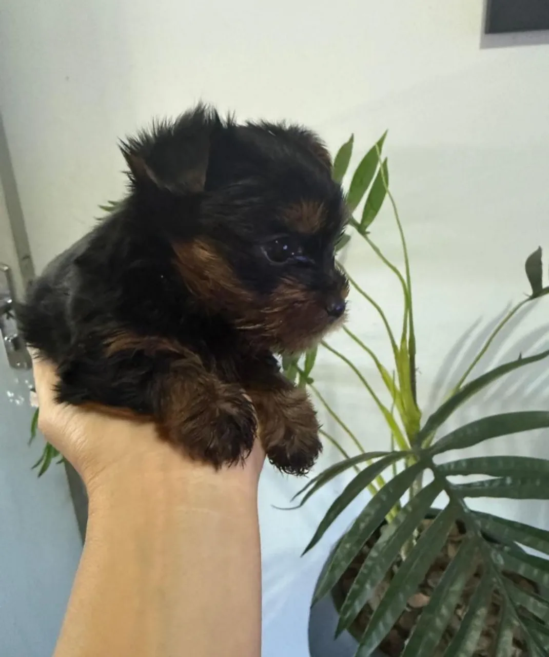 Yorkshire Terrier filhote