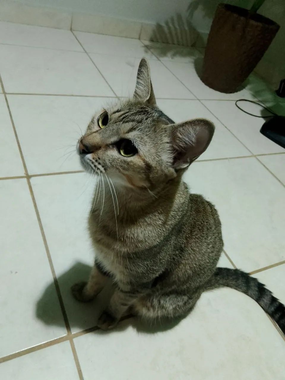 Gatinha fofa para adoção ? - Foto 3