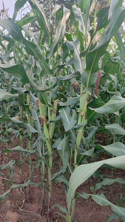 Silo Integral Hidrolândia  - Foto 5