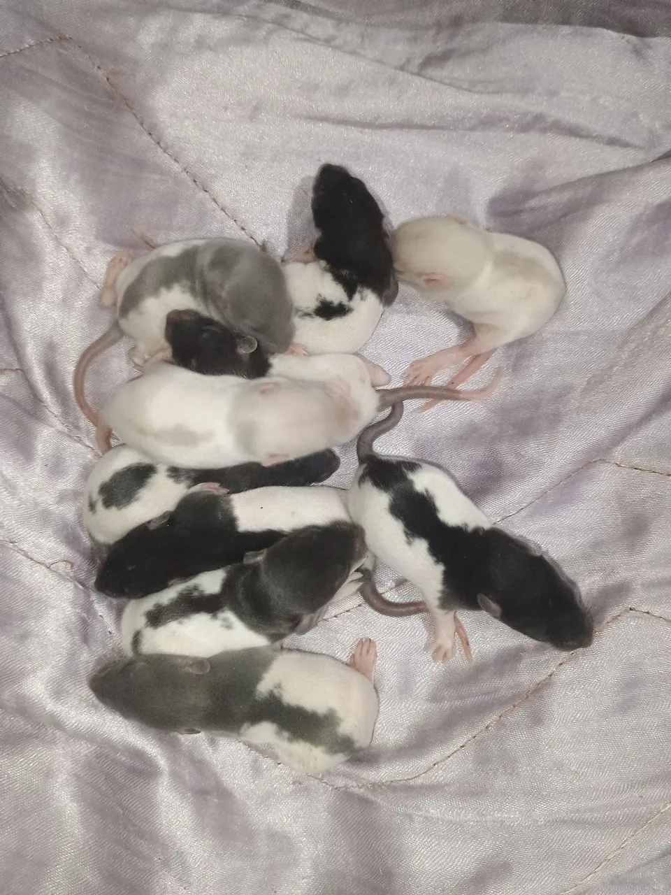 Lindos ratinhos Twisters,ótimos p companhias, dóceis e muito fofos