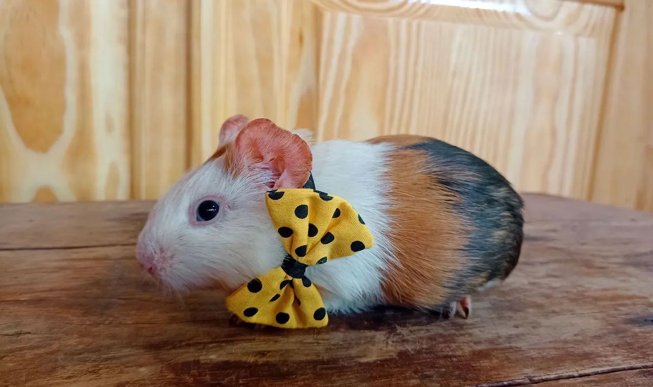 Porquinho da índia macho  - Foto 5