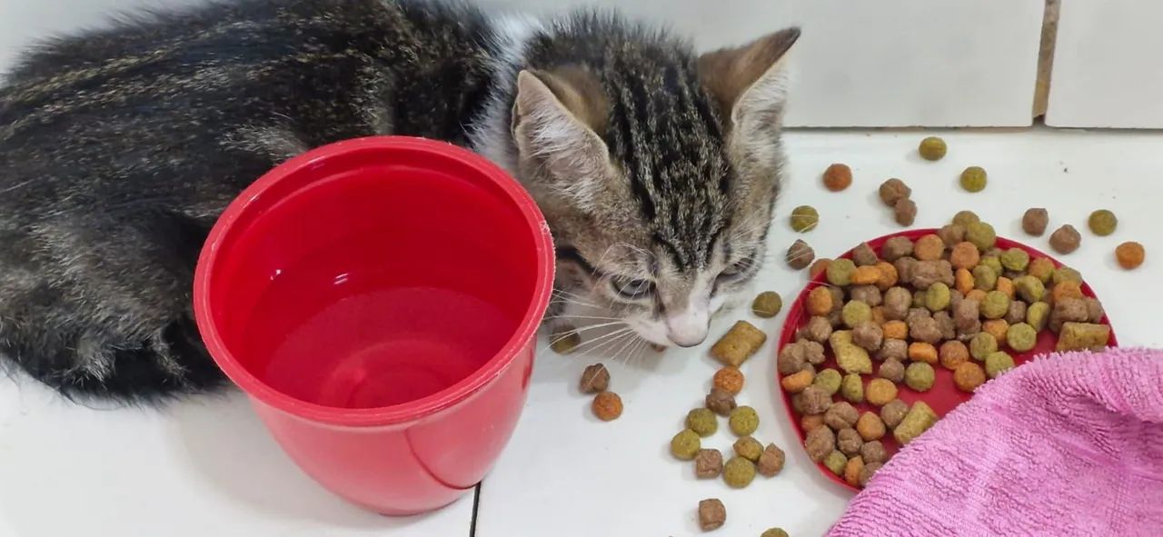 Adote um Gatinho e Ganhe um Amigo para a Vida! ? - Foto 5