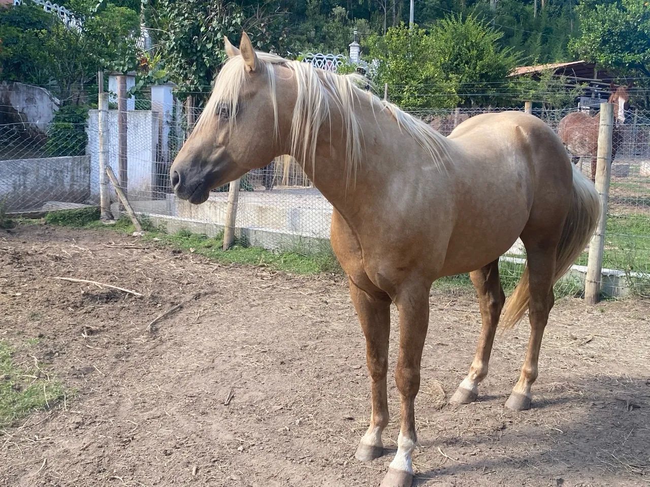 Cavalo Quarto de Milha - Wing Del Cielo SSRC - Foto 4