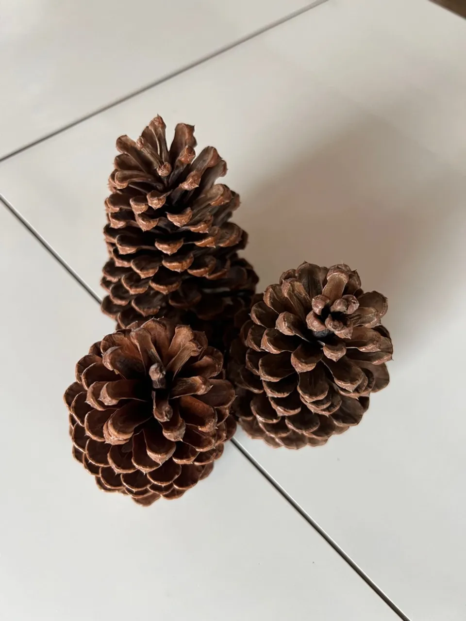 Pinhas Decoração - Faça seu pedido (10 pinhas)