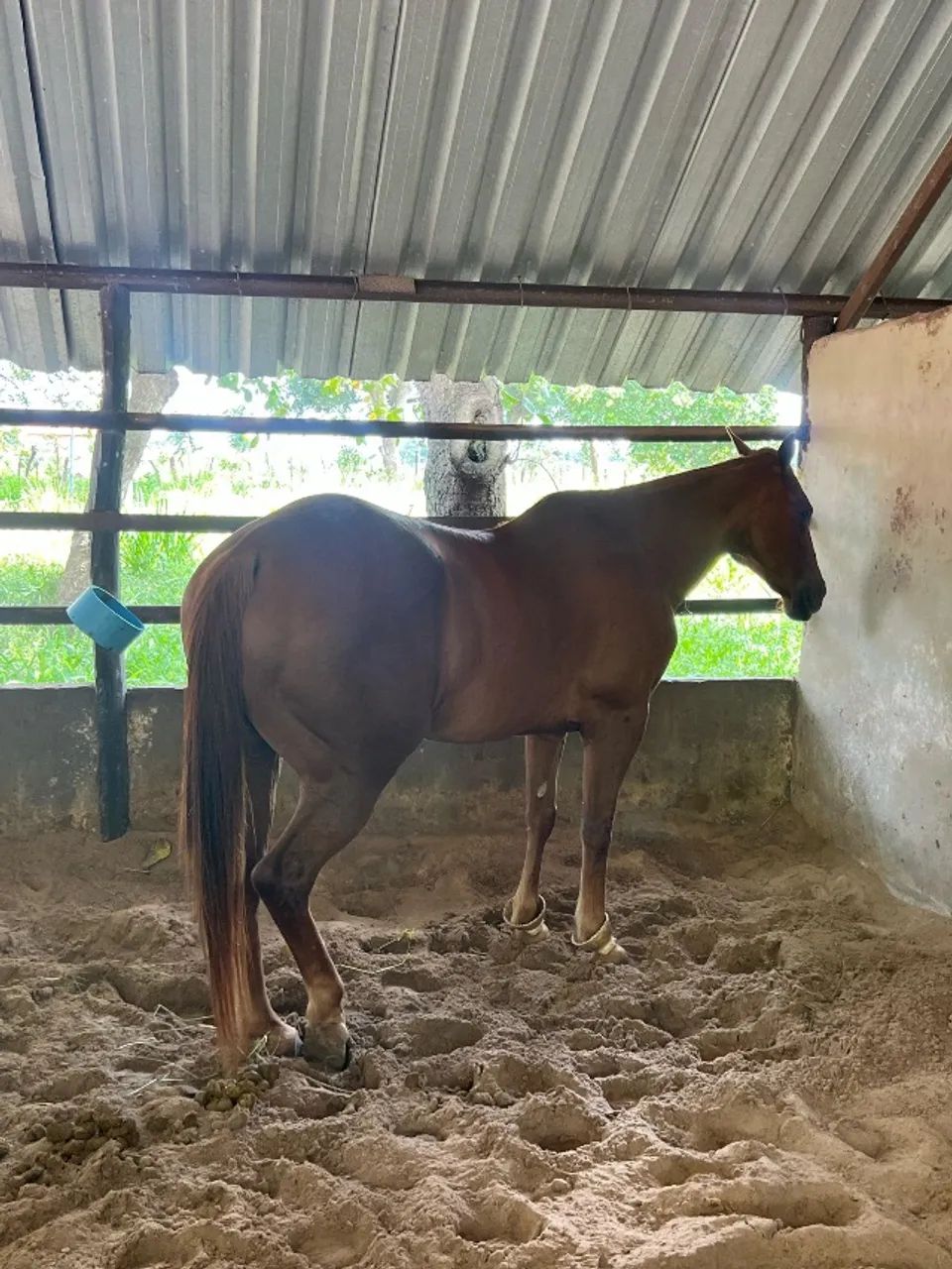 Égua Quarto de milha pura com documento  - Foto 2