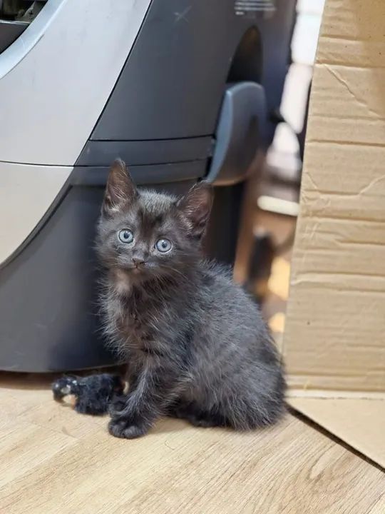 Gatinha filhote para adoção 