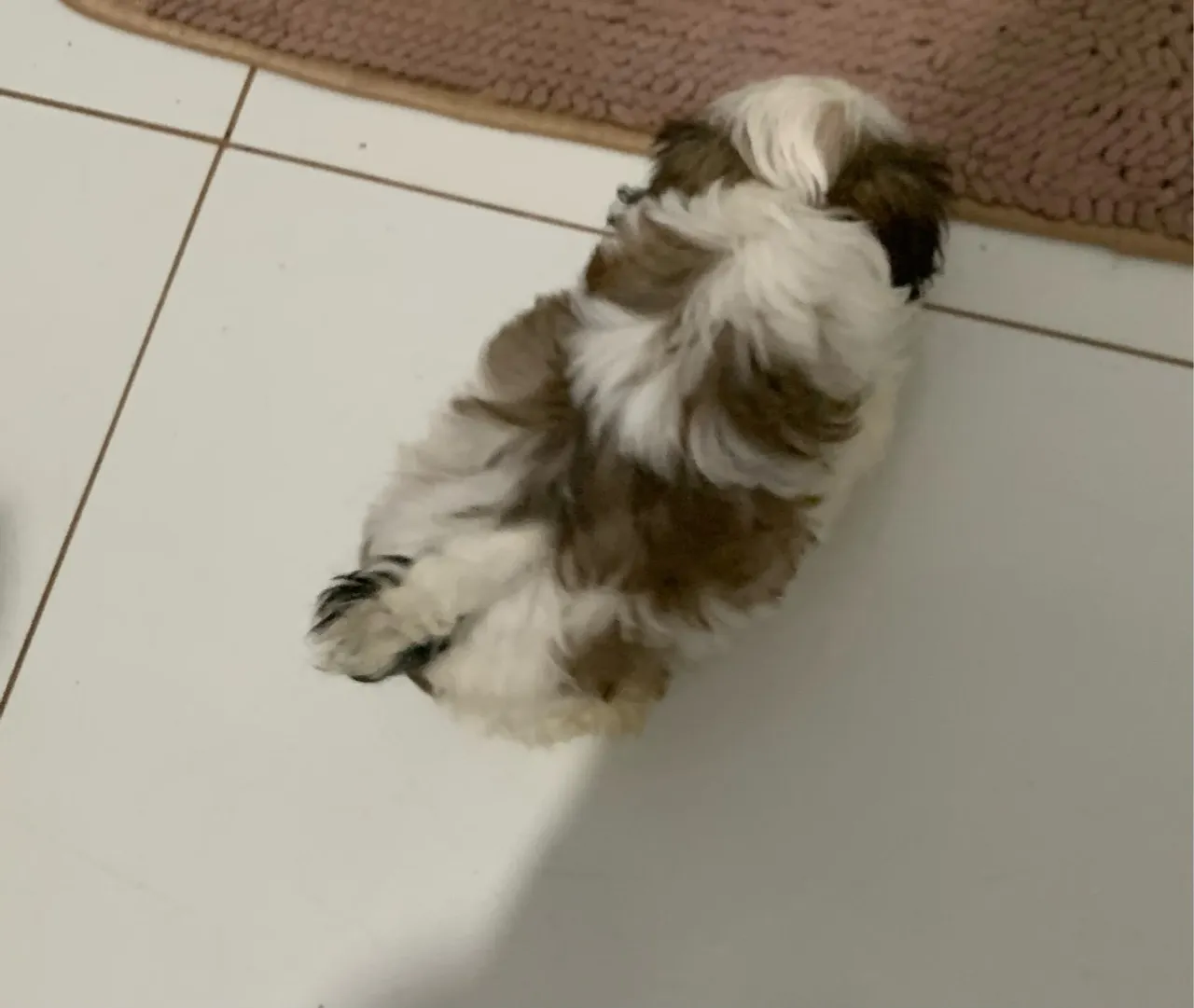 Vende Filhote Shih Tzu