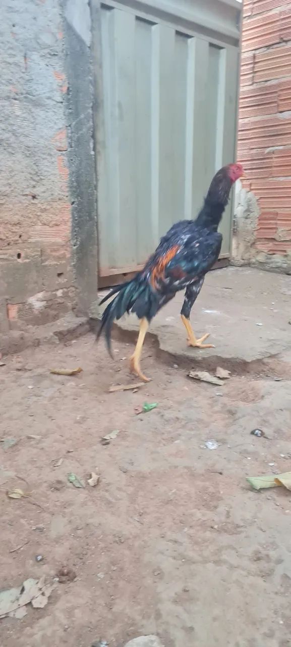 Frango novo 5 meses  - Foto 2