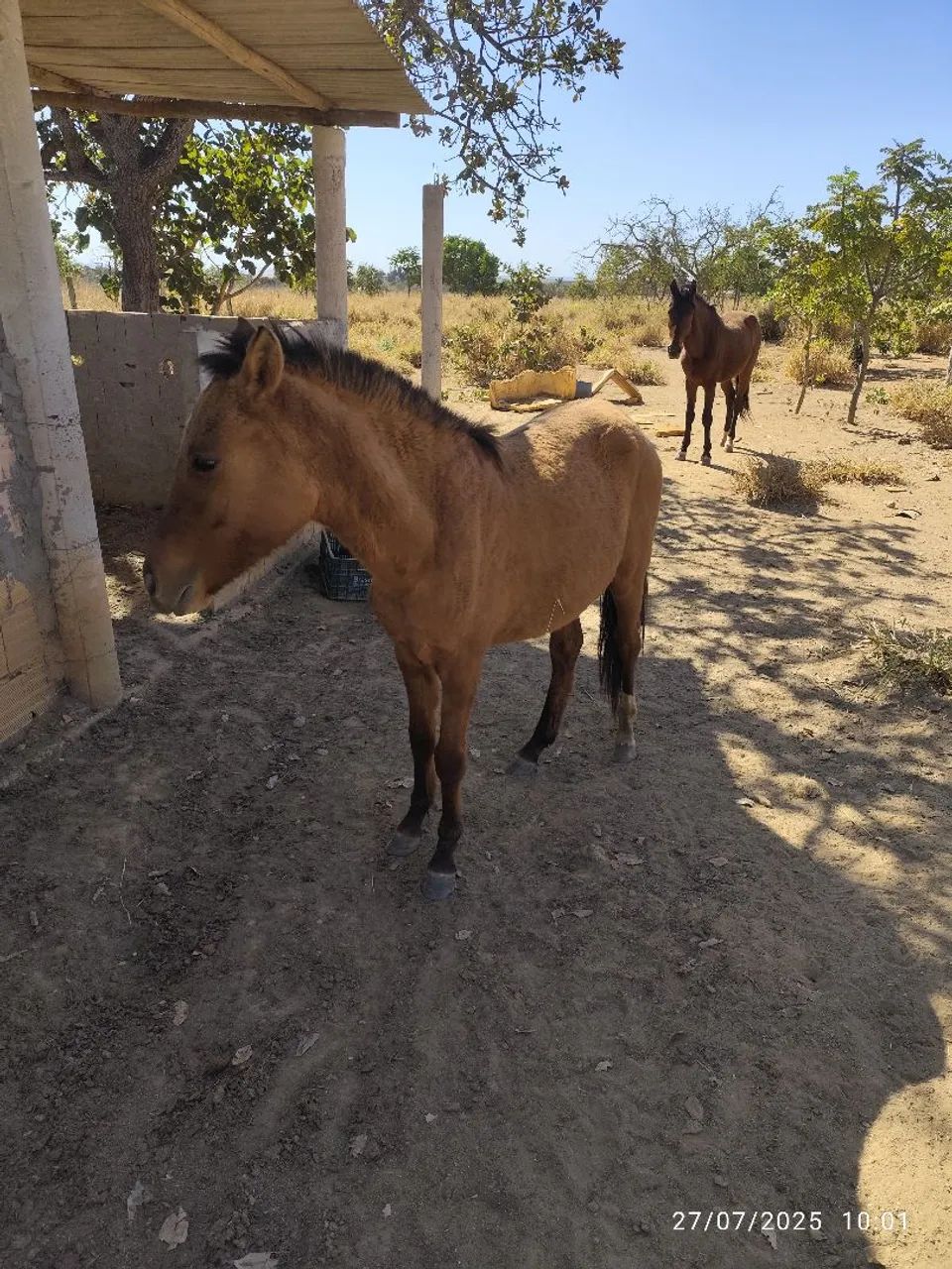 Um potrinho e uma potrinha. - Foto 4