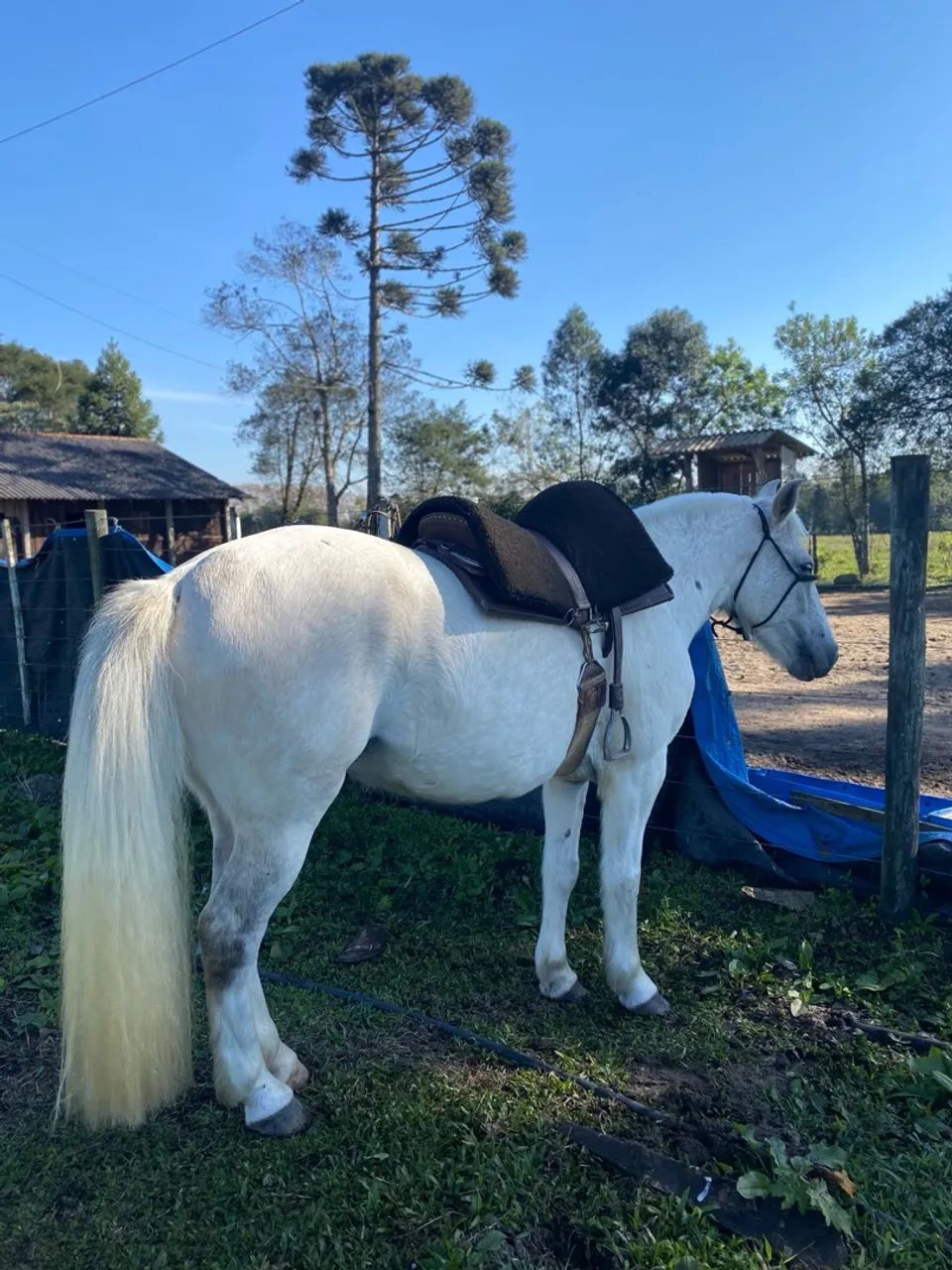 Cavalo com sela à venda - Foto 3