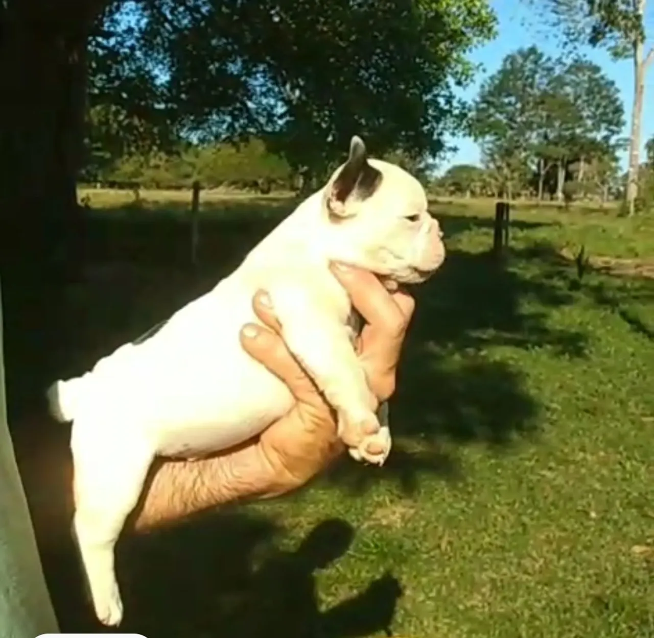 Filhote de Bulldog Frances para venda