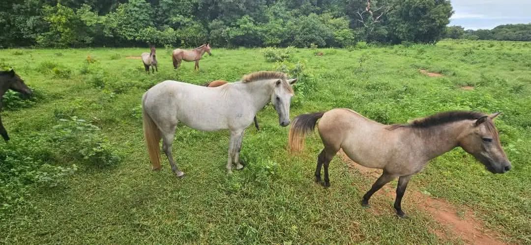 Cavalos , Éguas e Potros - Foto 5