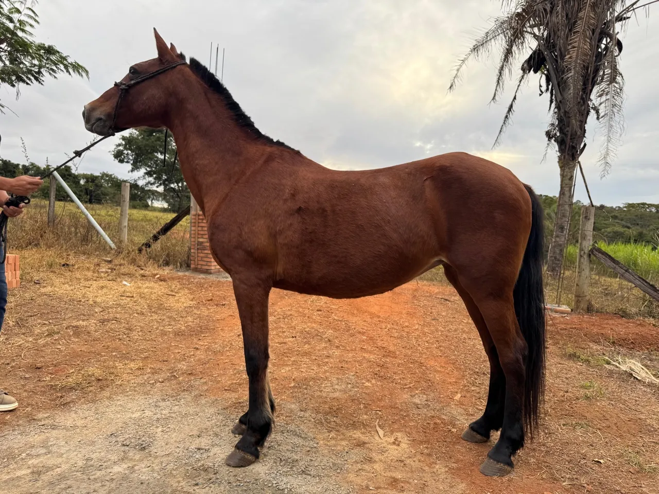 Égua mangalarga