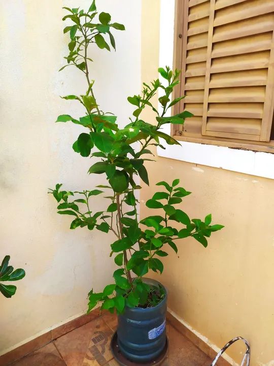 Muda de Limão Siciliano 