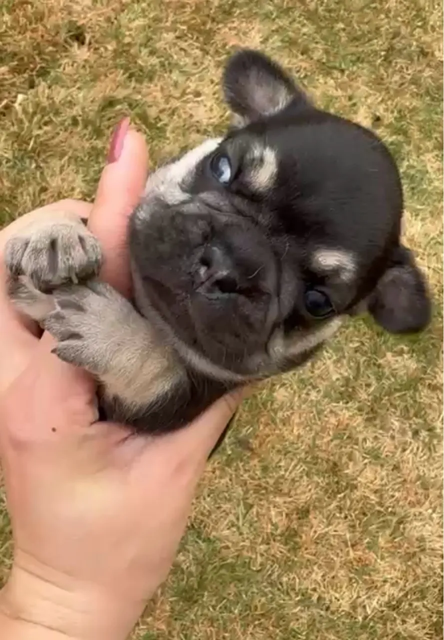 Filhote de Bulldog Francês