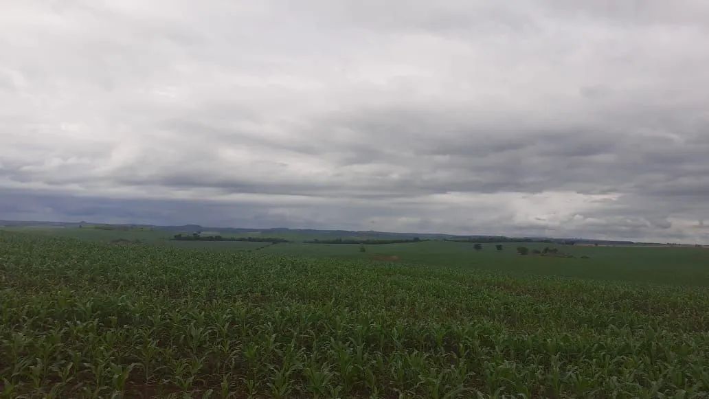 Fazenda 150 alqueiro  solo roxo  - Foto 2