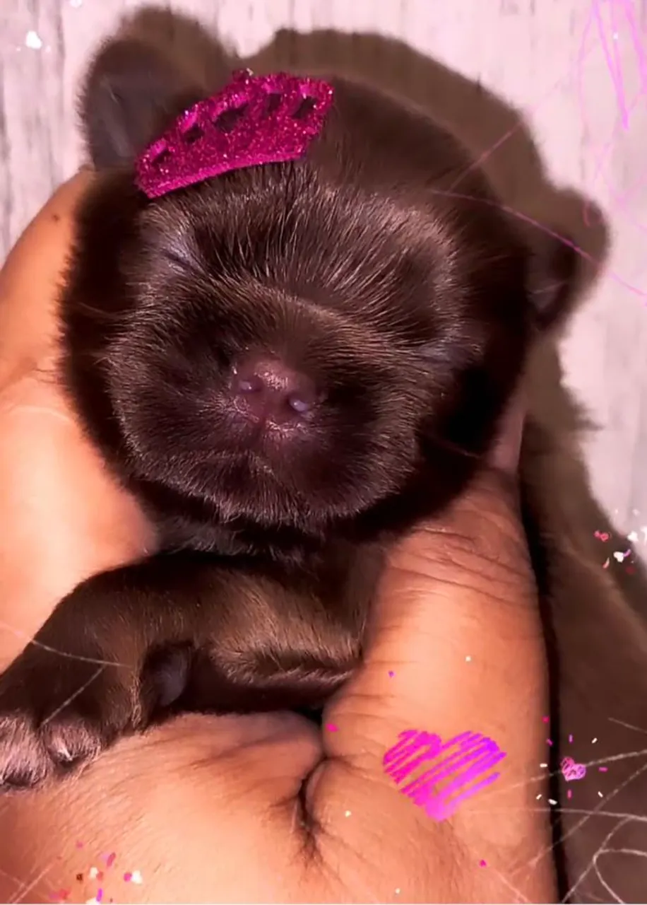 Promoção fêmea Shih tzu 