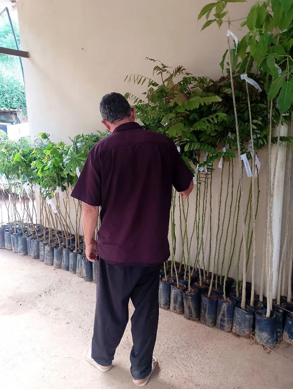 Mudas para Reflorestamento 1.20 Metro - Foto 6