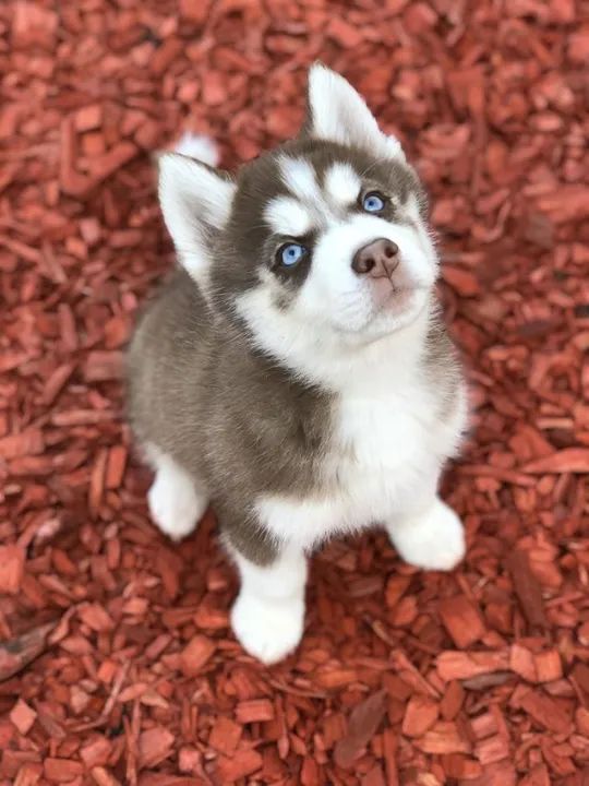 Husky Siberiano Filhotes Encantadores na Cor Bicolor - Foto 2